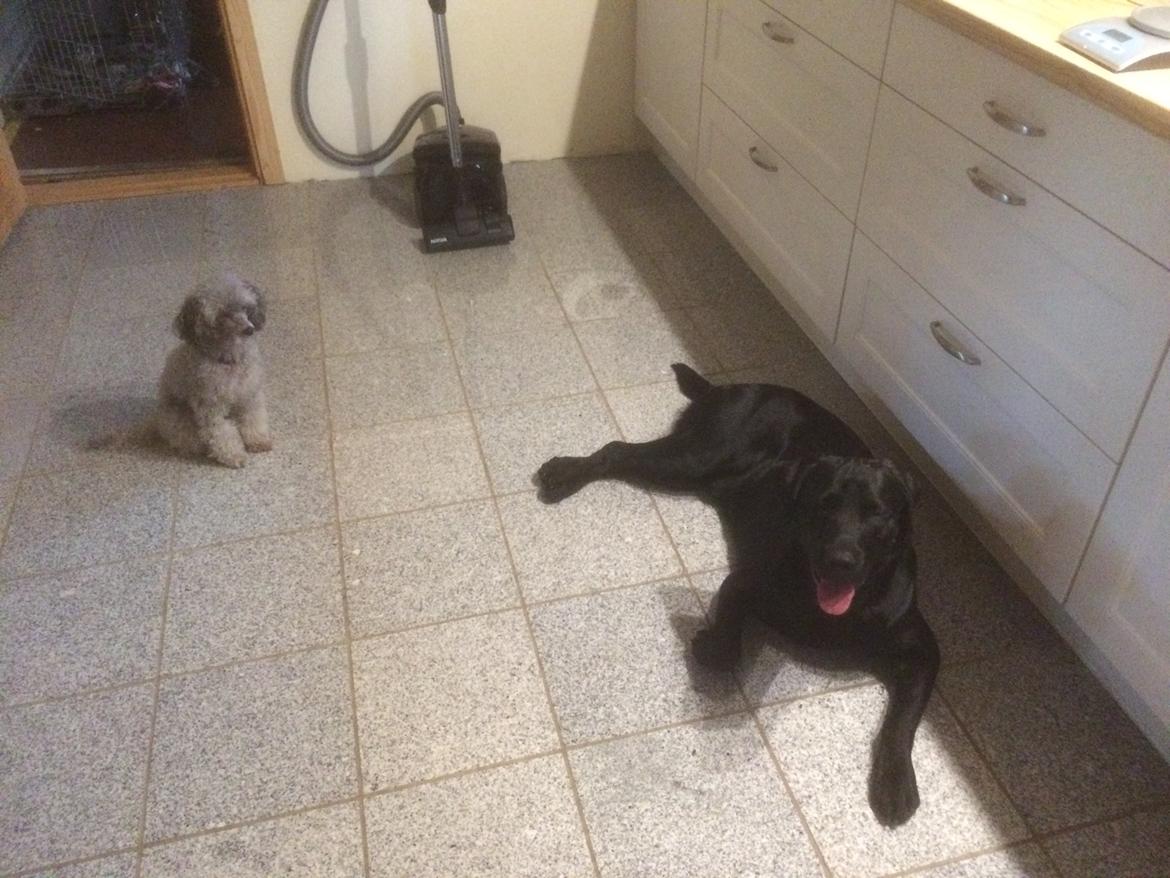 Dværgpuddel Kiwi - Er du ikke blevet større sin sidste?? billede 35