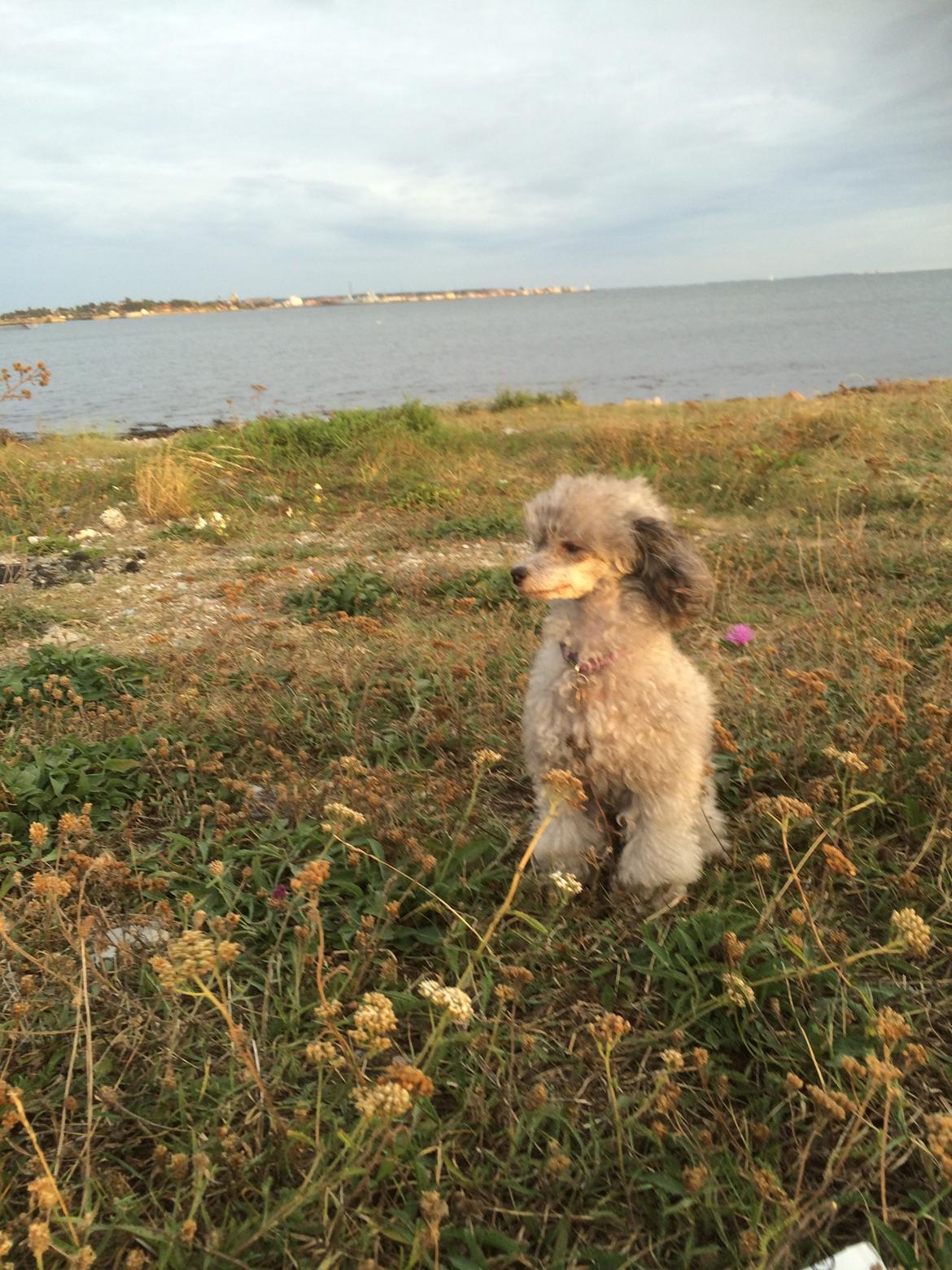 Dværgpuddel Kiwi - På tur til revet i Korsør med min mor ;-) billede 37