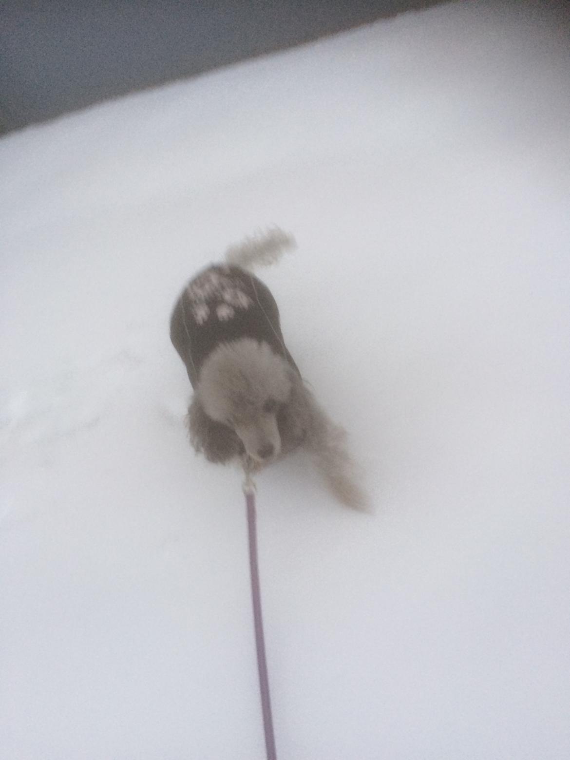 Dværgpuddel Kiwi - Jeg elsker sne!!! ;-) Mor synes ikke jeg er sjov at orden bagefter HIHI:-D billede 38