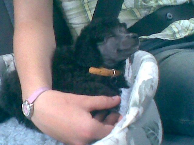 Dværgpuddel Kiwi - På vej til mit ny dejlige hjem 10år siden:-) billede 1