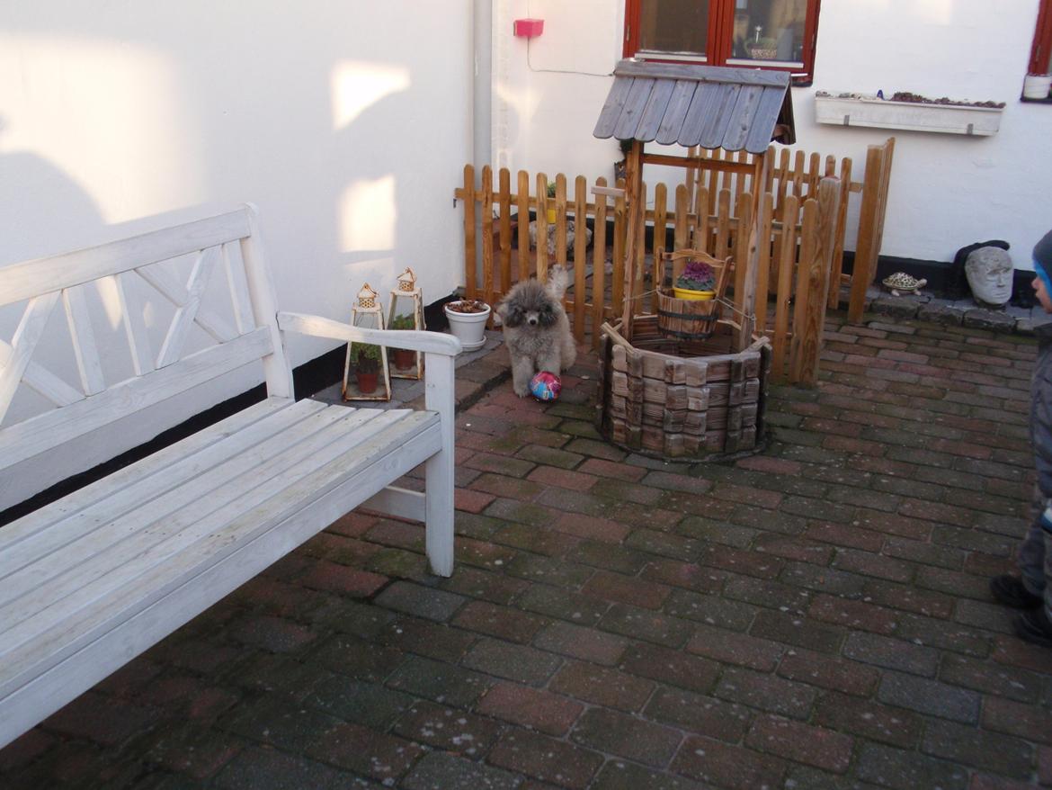 Dværgpuddel Kiwi - Skal vi spillede?? billede 29