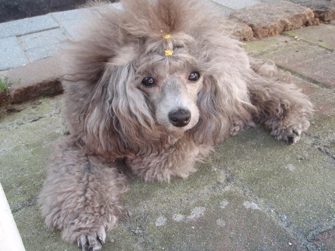 Dværgpuddel Kiwi - Slap Bare Af billede 11