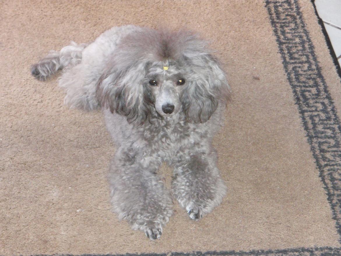 Dværgpuddel Kiwi - Vandt Min anden CAC;-) billede 8