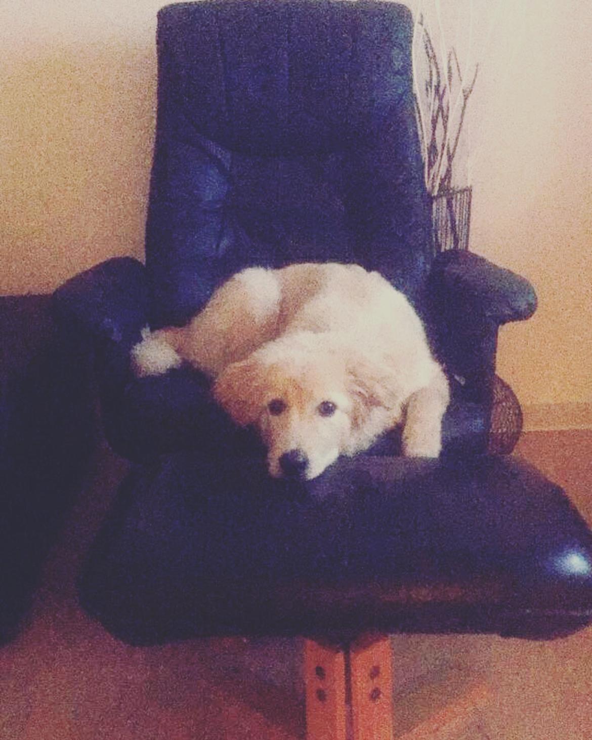 Blanding af racer Nala billede 1