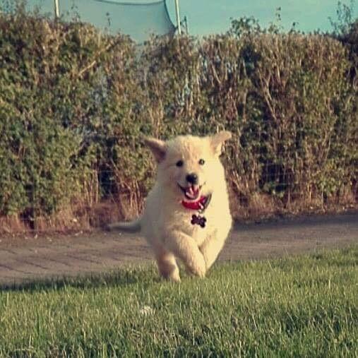 Blanding af racer Nala billede 3