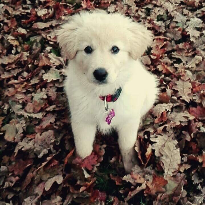 Blanding af racer Nala billede 4