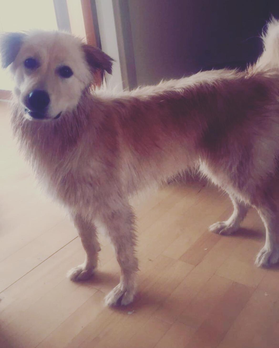 Blanding af racer Nala billede 6