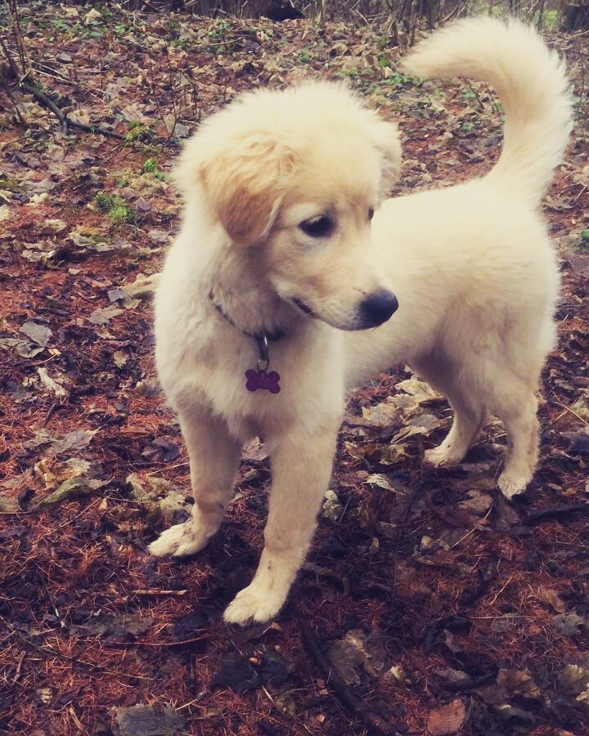 Blanding af racer Nala billede 7