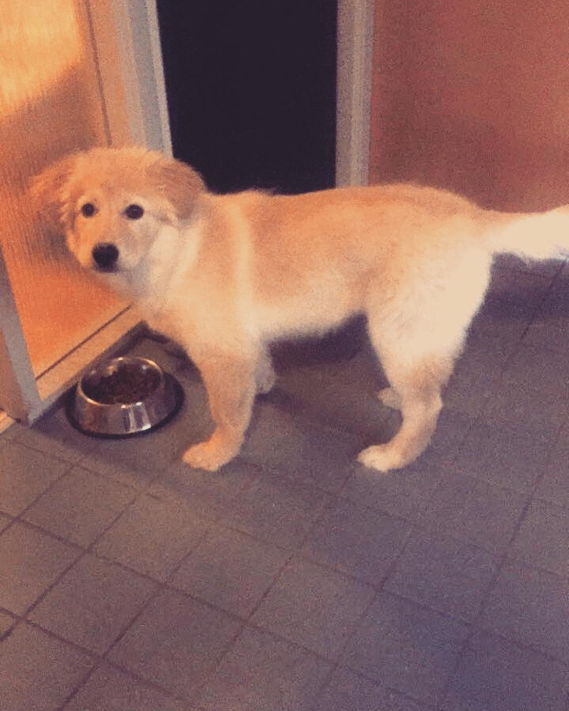 Blanding af racer Nala billede 8