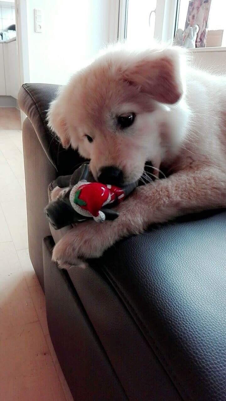 Blanding af racer Nala billede 9