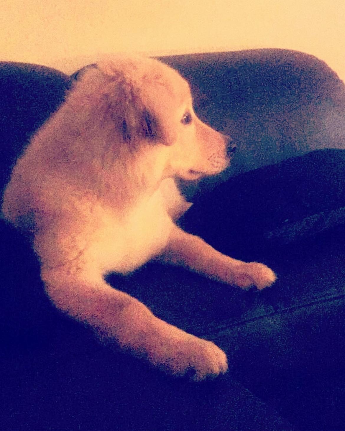 Blanding af racer Nala billede 10