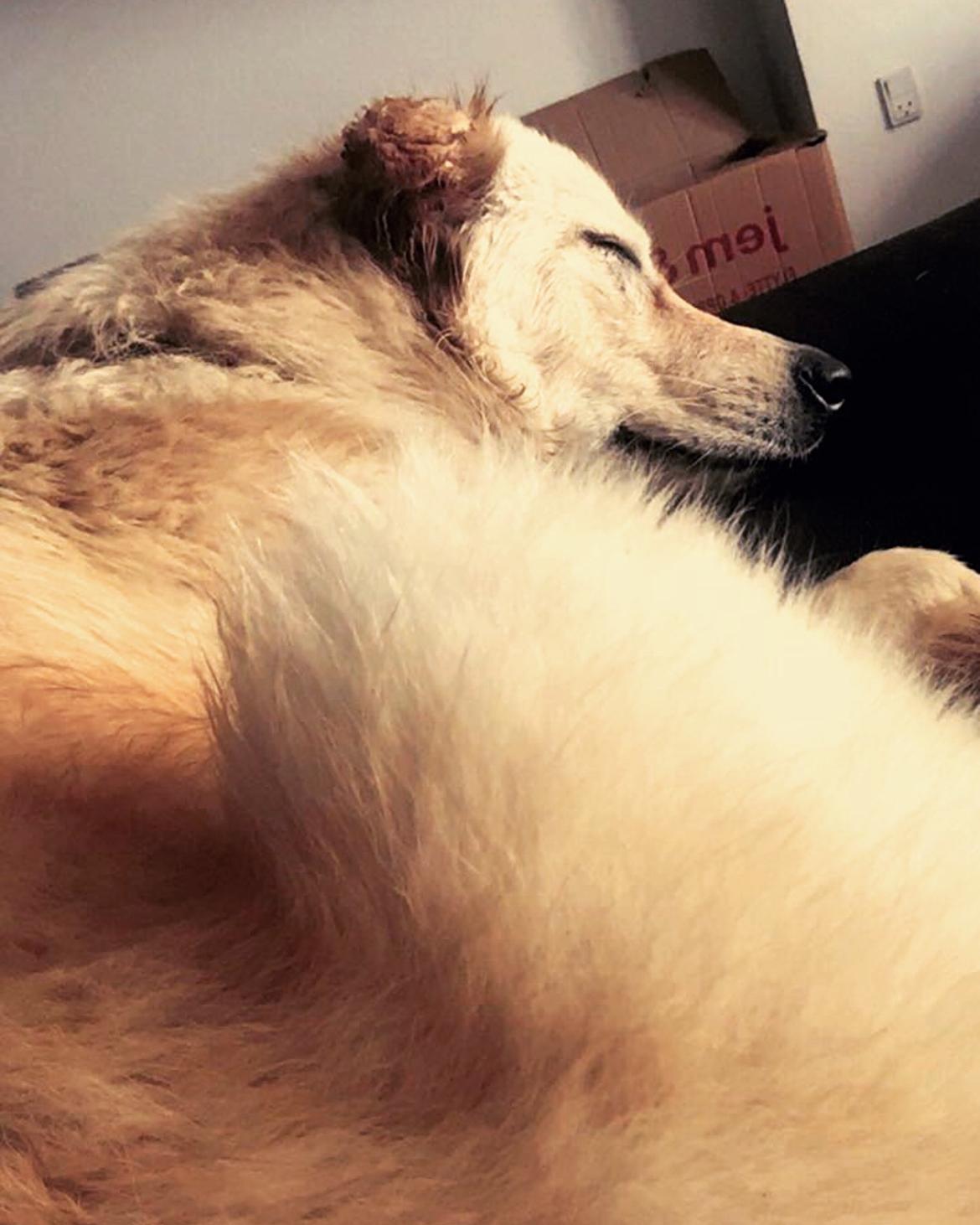 Blanding af racer Nala billede 11