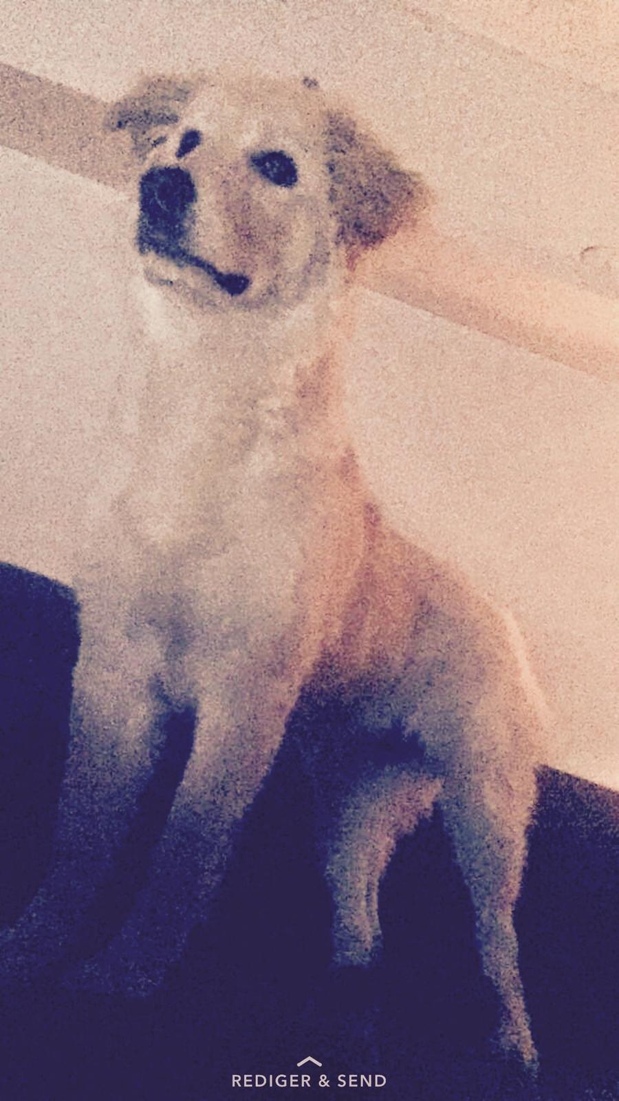 Blanding af racer Nala billede 12