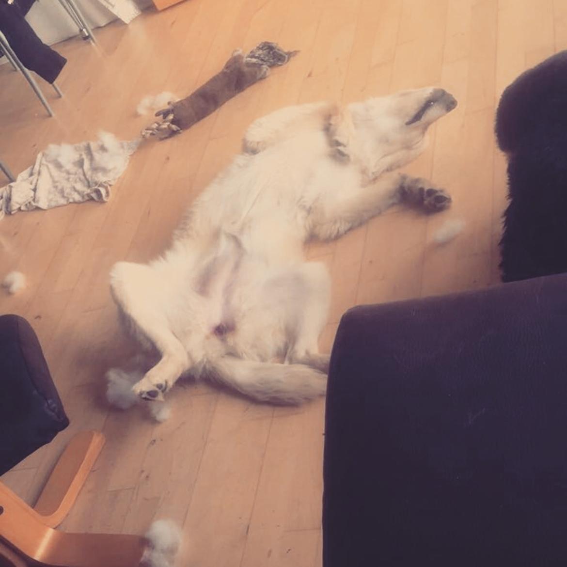 Blanding af racer Nala billede 13