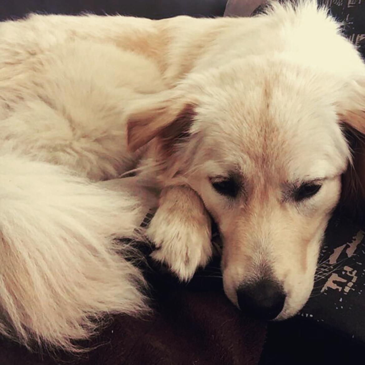 Blanding af racer Nala billede 14