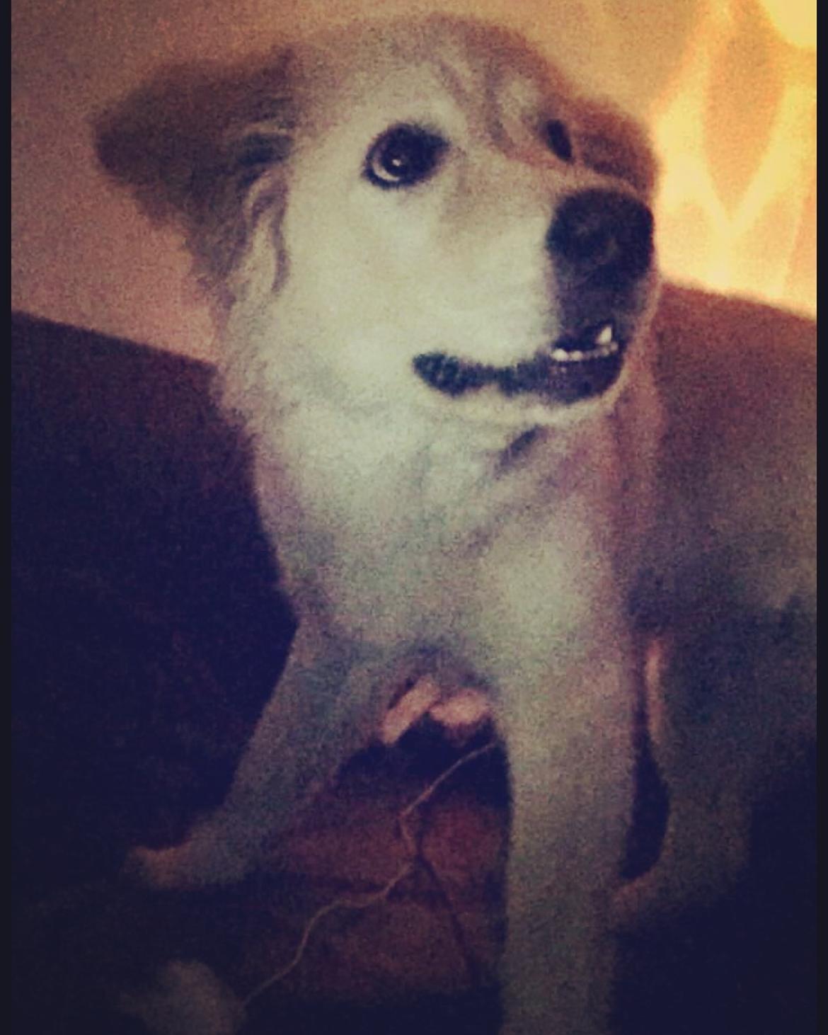 Blanding af racer Nala billede 15