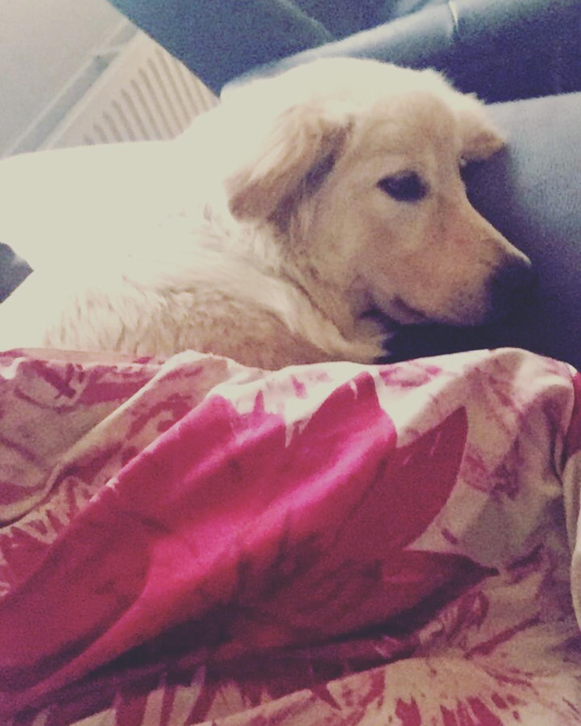 Blanding af racer Nala billede 16