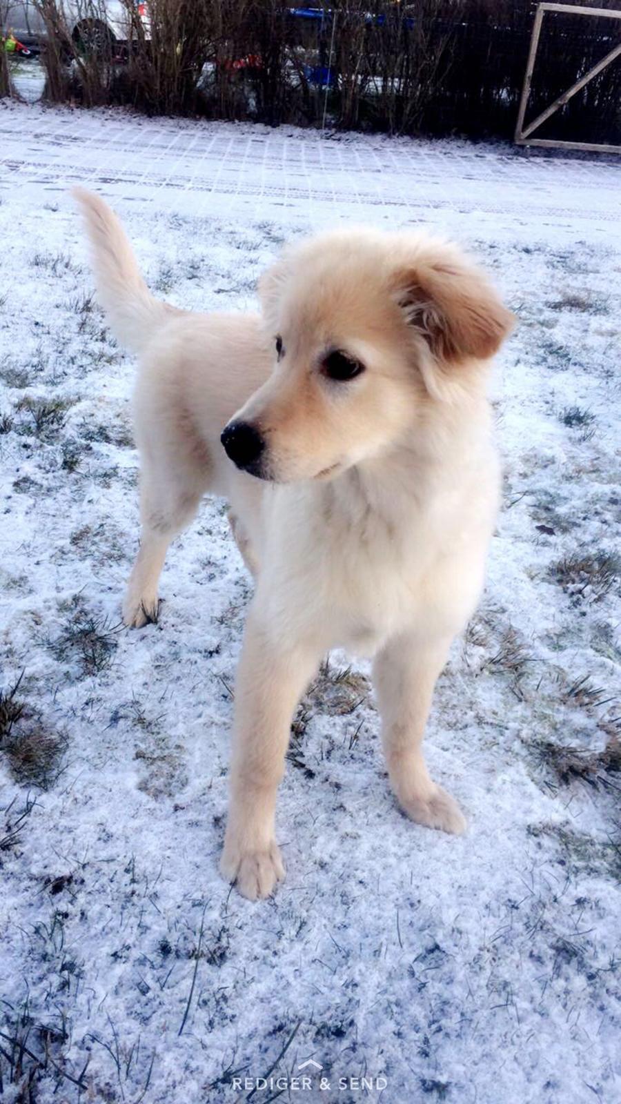 Blanding af racer Nala billede 17