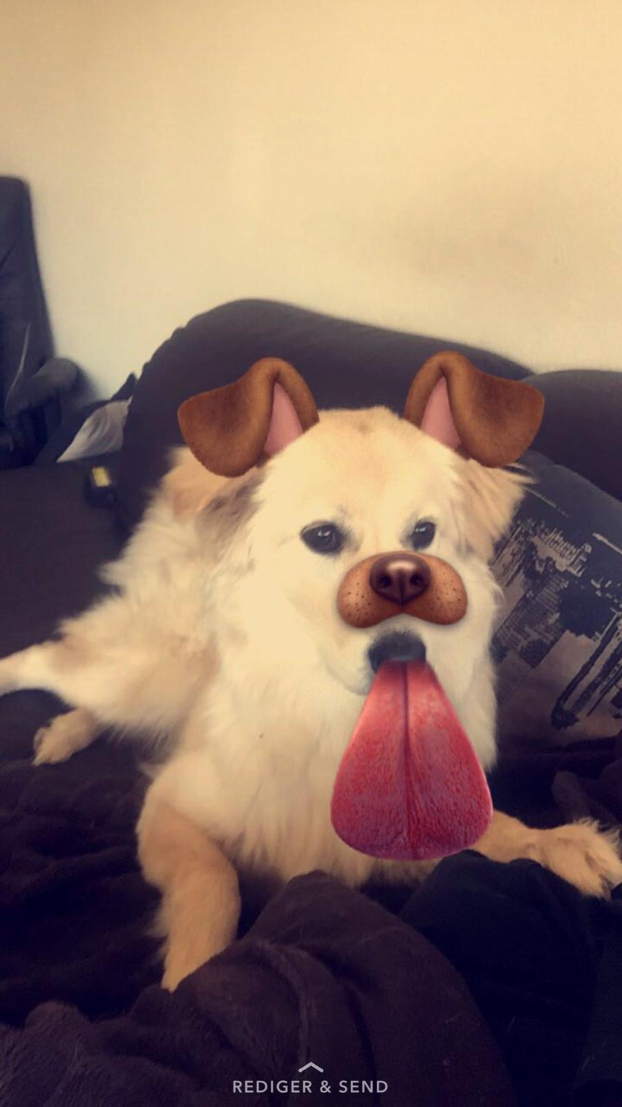 Blanding af racer Nala billede 2