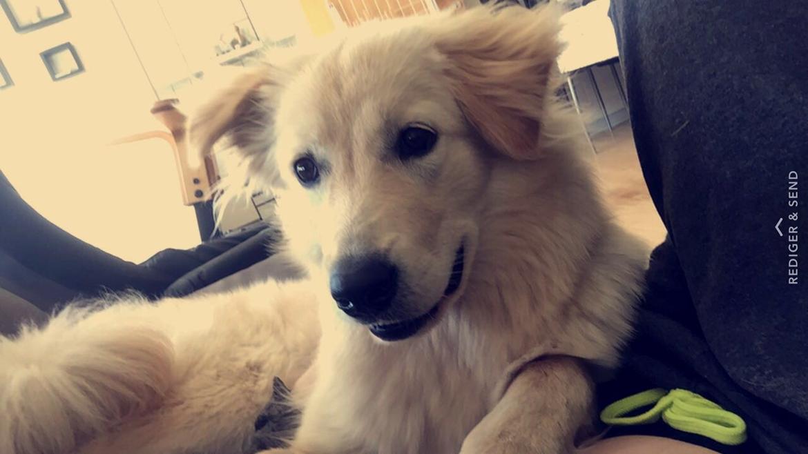 Blanding af racer Nala billede 5