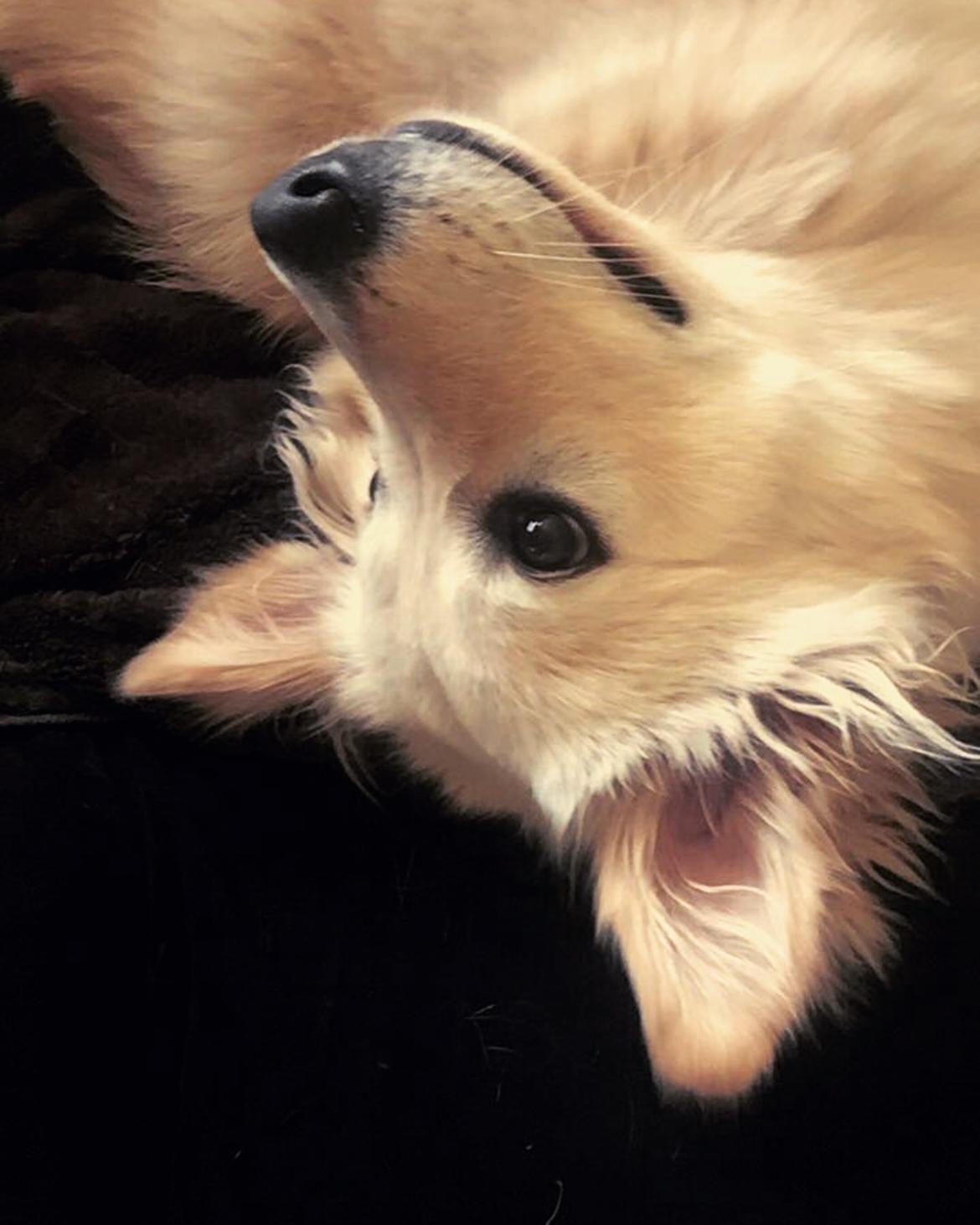 Blanding af racer Nala billede 19