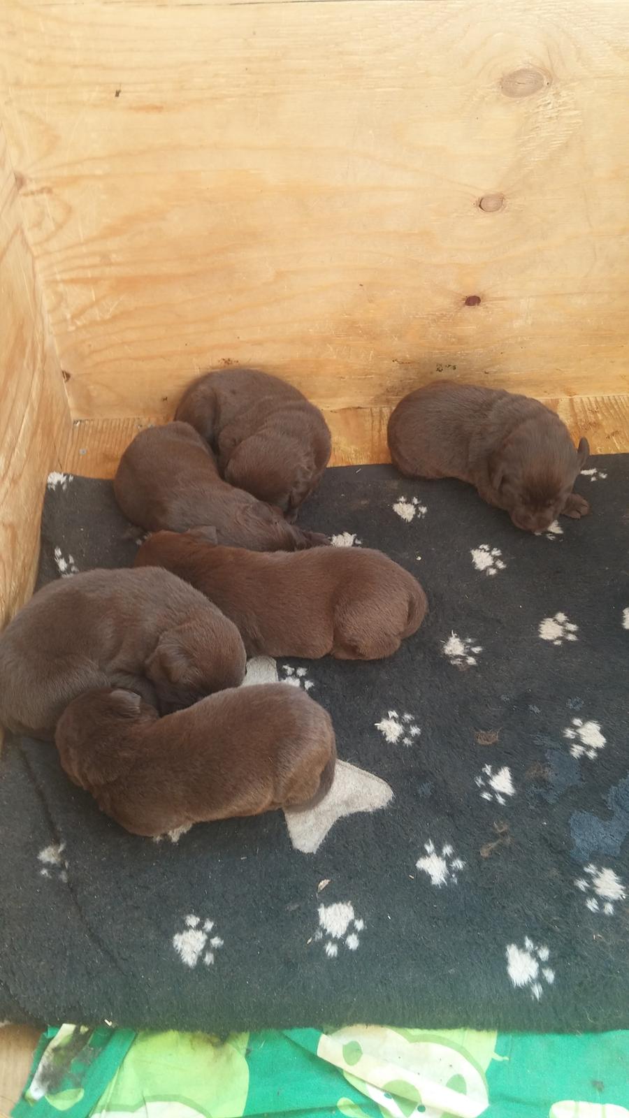 Labrador retriever Ziva - 18 dage billede 26