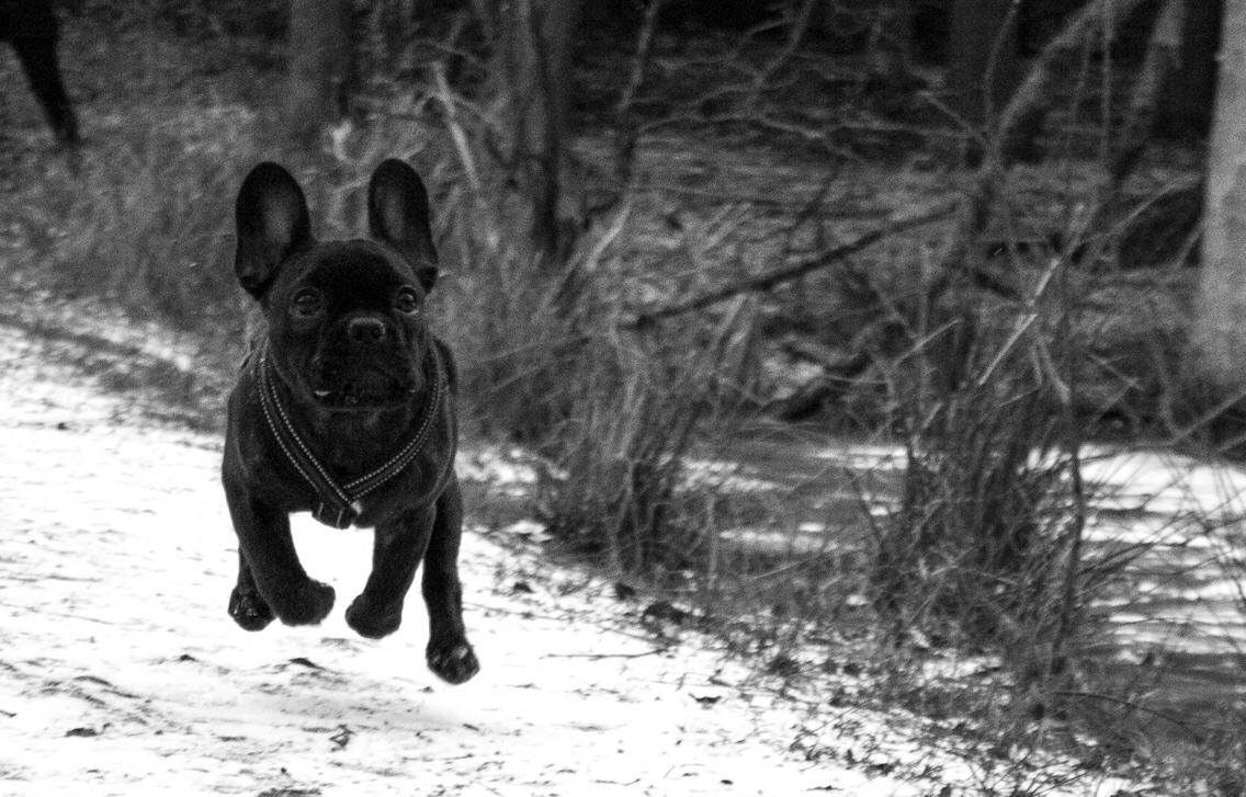 Fransk bulldog Molosshuset Helium - "Pippa" billede 4