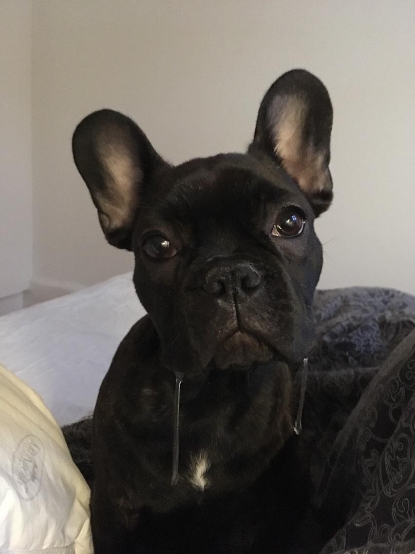 Fransk bulldog Molosshuset Helium - "Pippa" billede 6