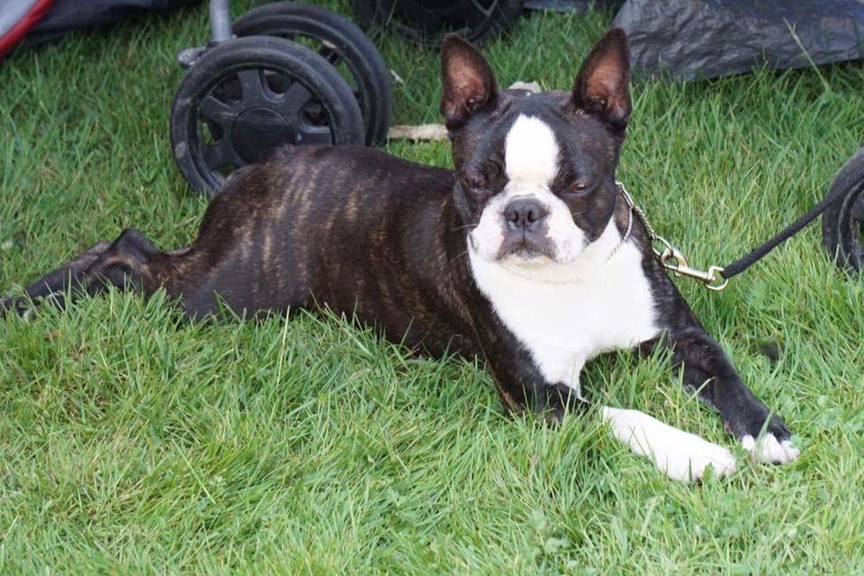 Boston terrier West Lund Diamonds R' Sweet AS Fanta aka Fanta billede 18