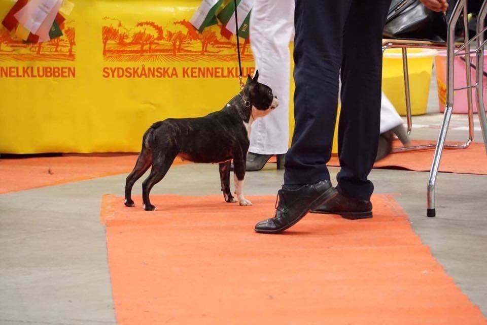 Boston terrier West Lund Diamonds R' Sweet AS Fanta aka Fanta billede 20