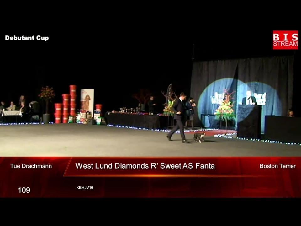 Boston terrier West Lund Diamonds R' Sweet AS Fanta aka Fanta billede 19