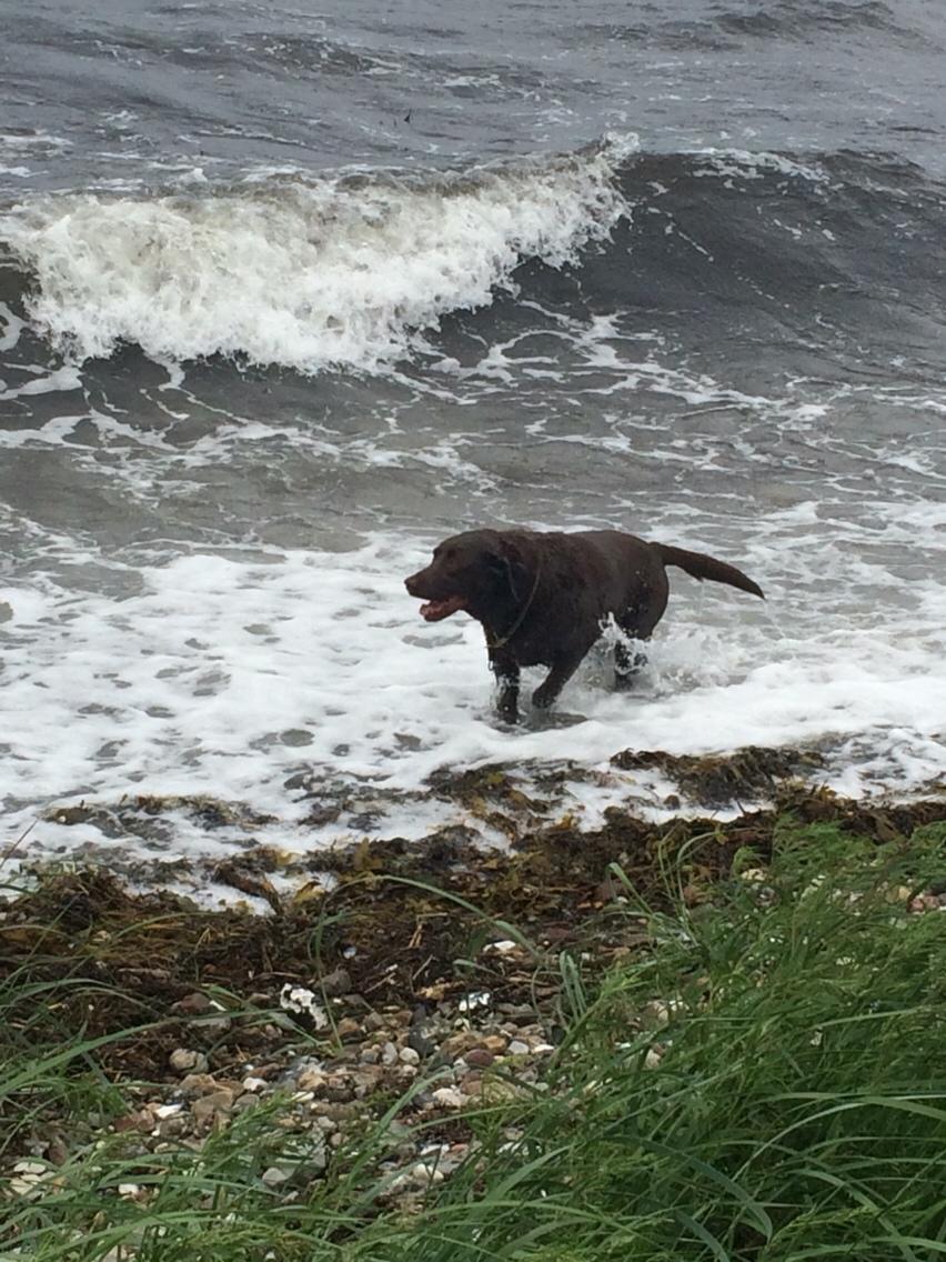 Labrador retriever Molli billede 17