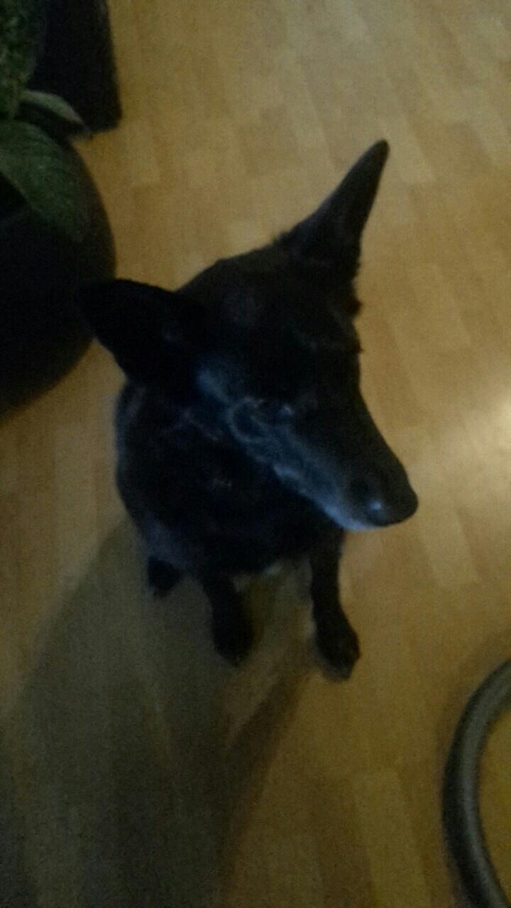 Blanding af racer Flisa billede 1