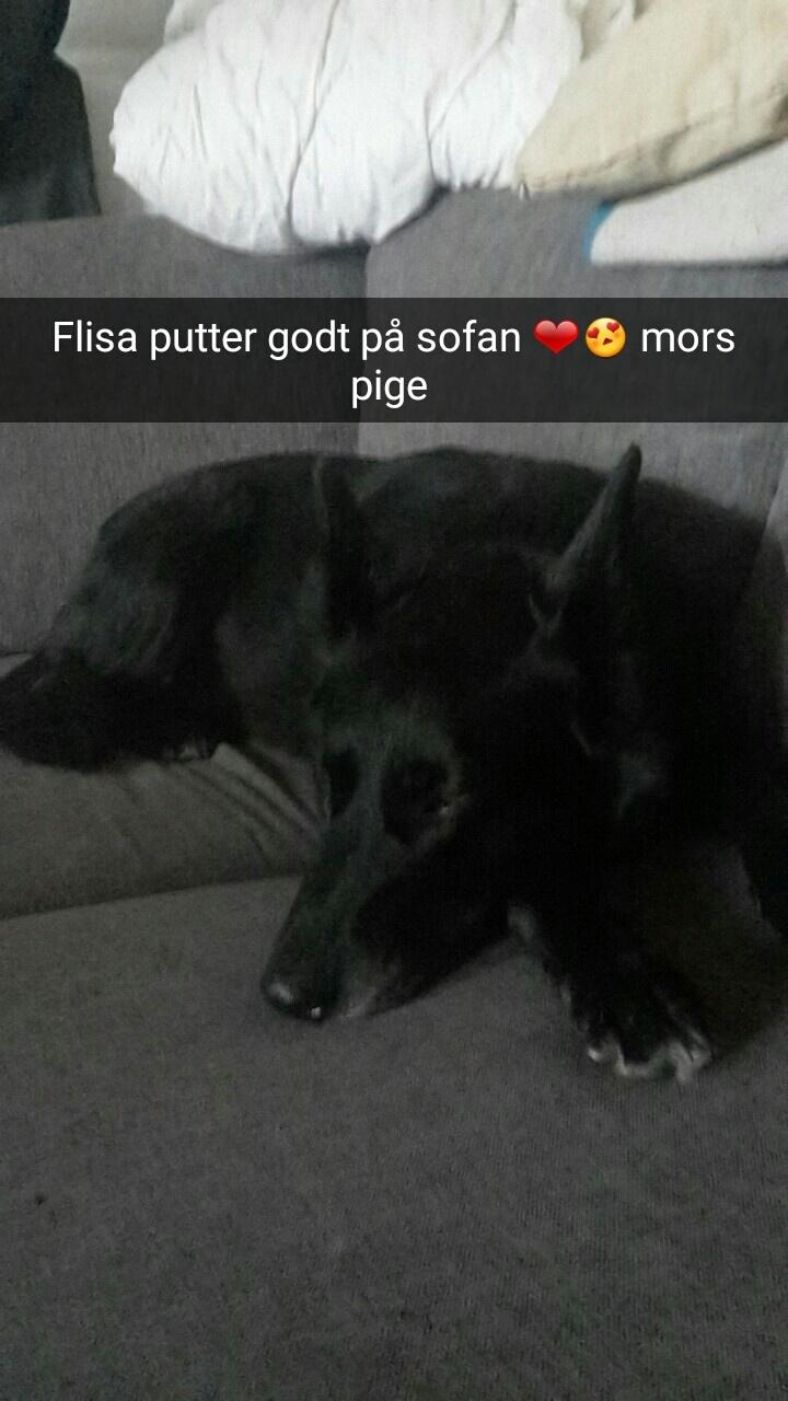 Blanding af racer Flisa billede 2