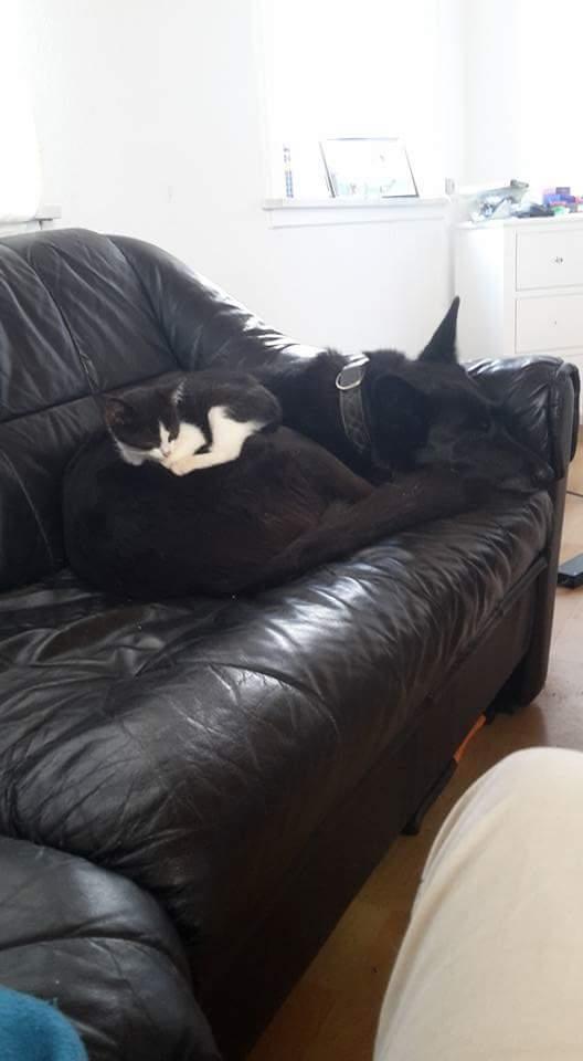 Blanding af racer Flisa billede 3