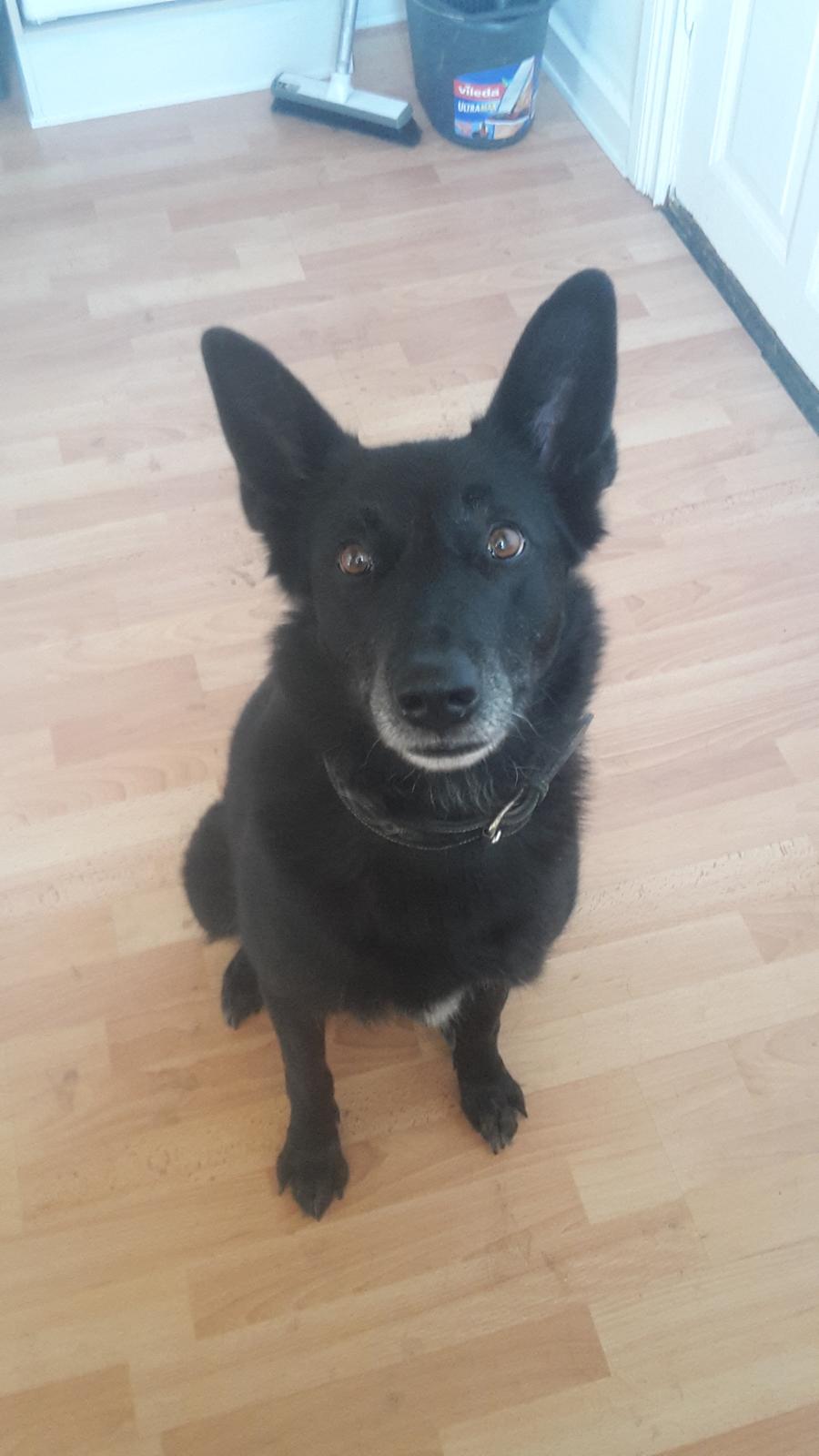 Blanding af racer Flisa billede 5