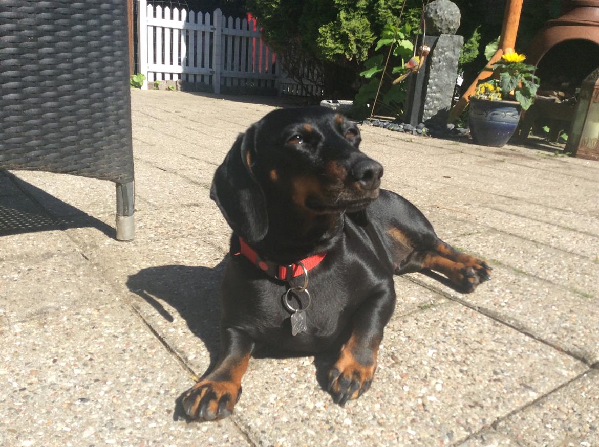 Gravhund Silje billede 44