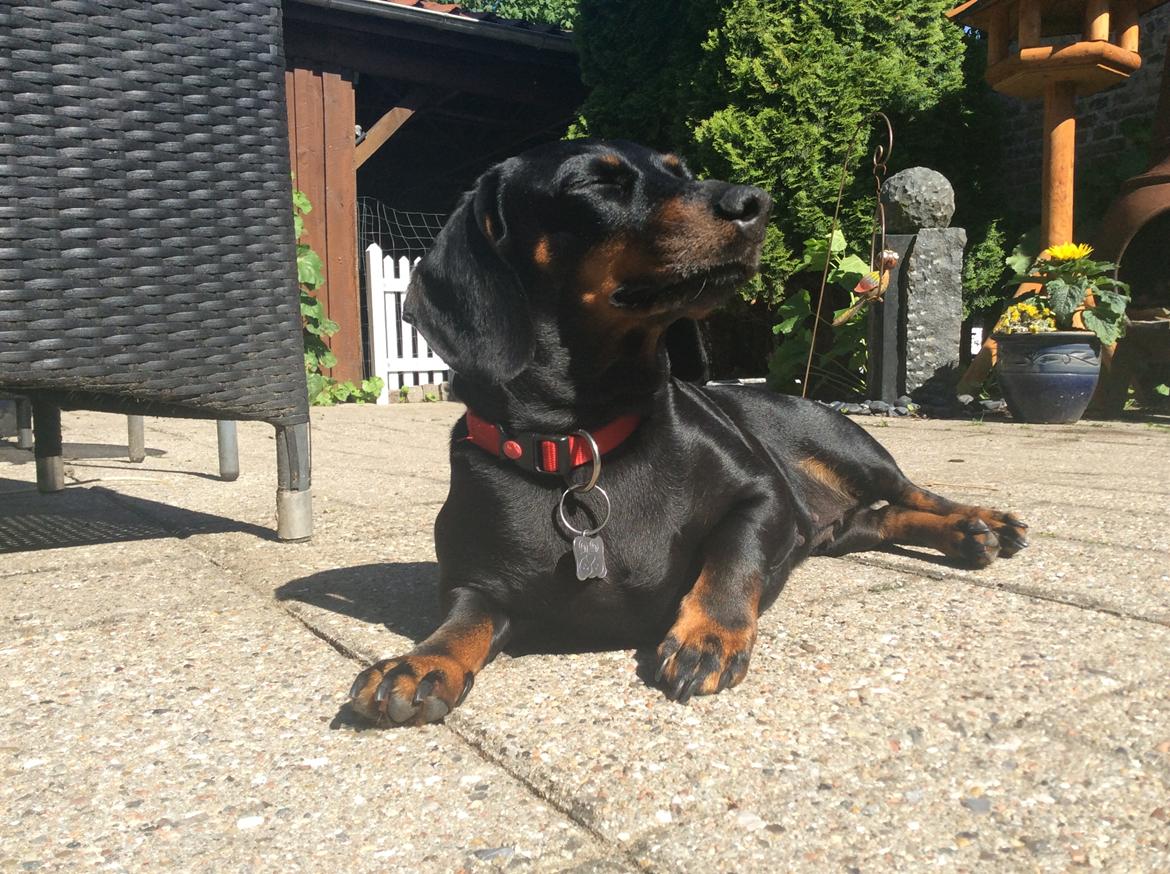 Gravhund Silje billede 45