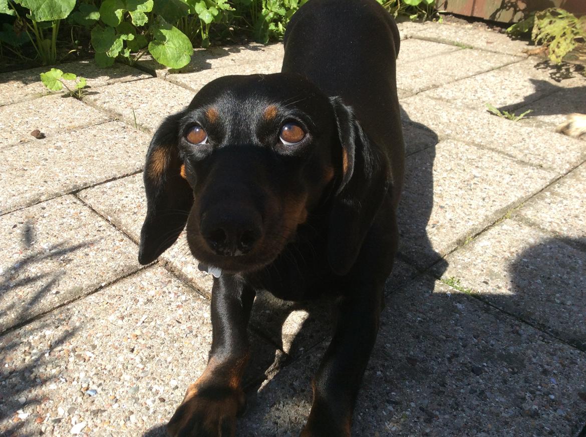 Gravhund Silje billede 46