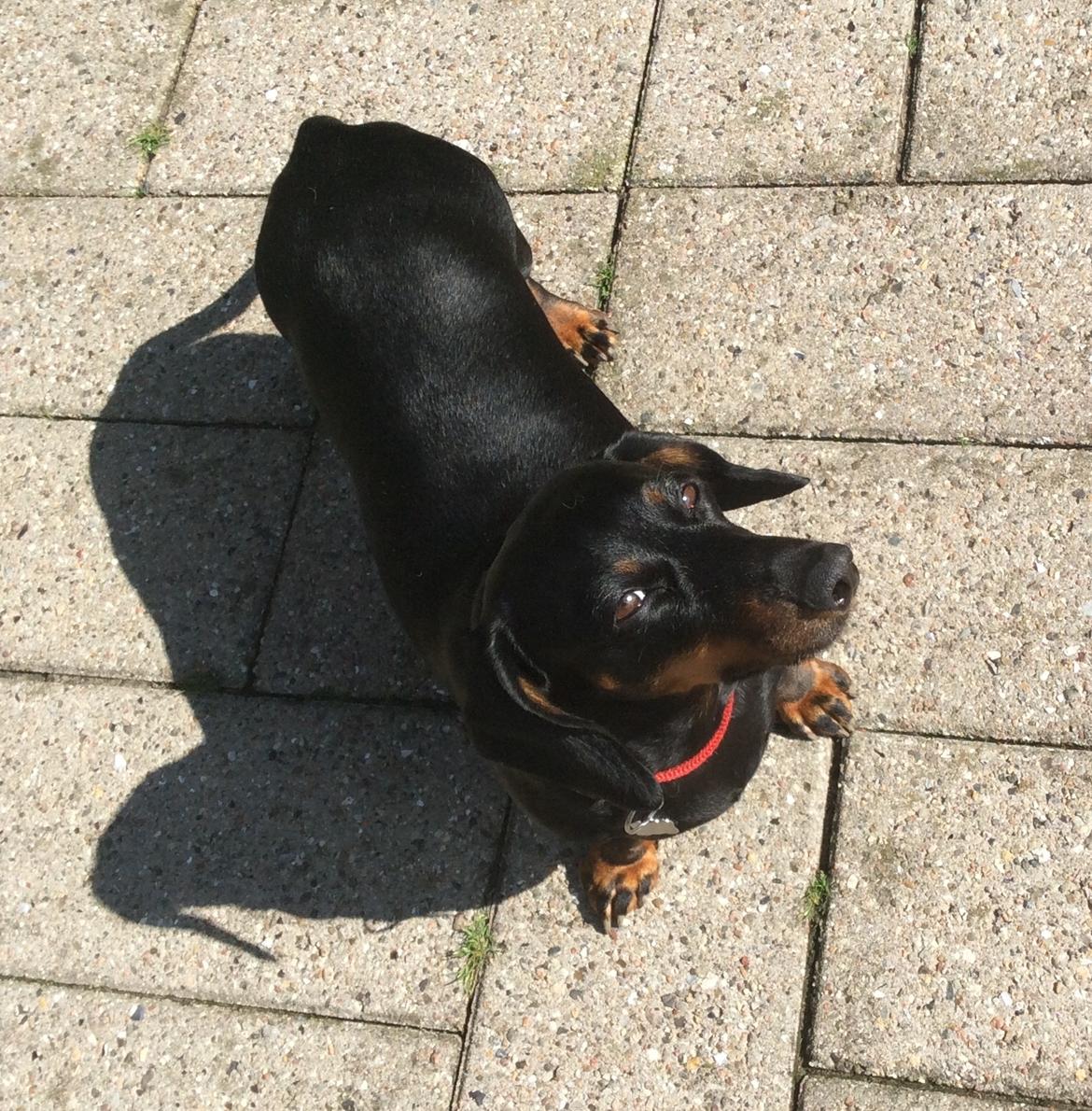 Gravhund Silje billede 47