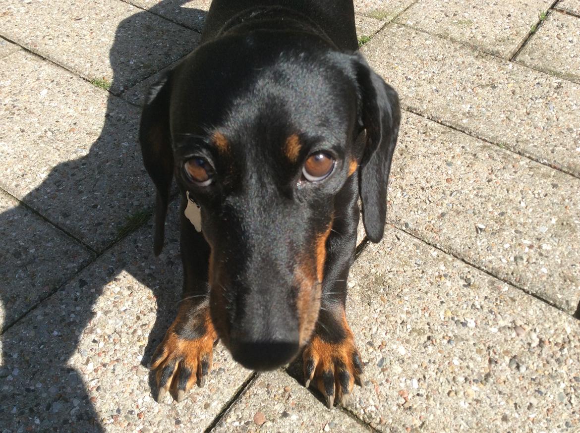 Gravhund Silje billede 48