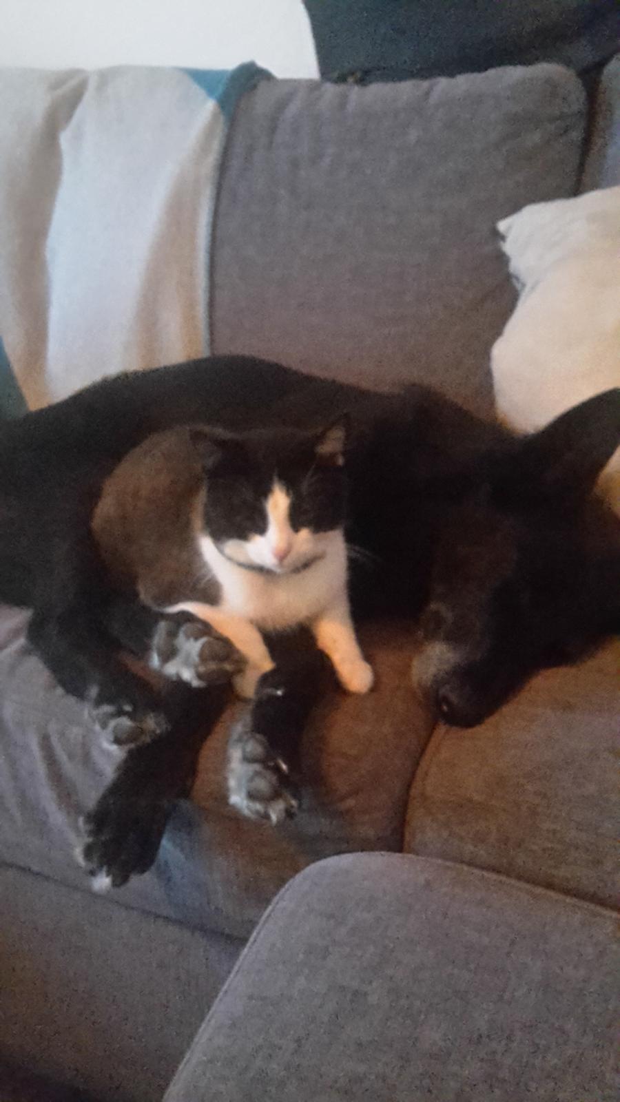 Blanding af racer Flisa billede 6