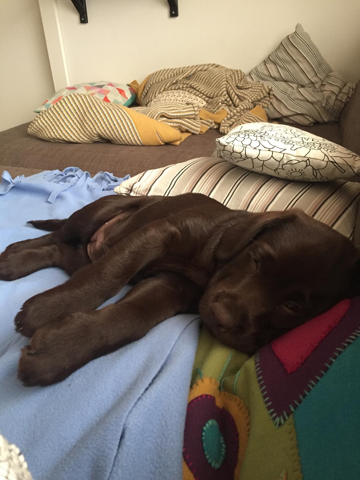 Labrador retriever Musse Skjold  Hansen  billede 2