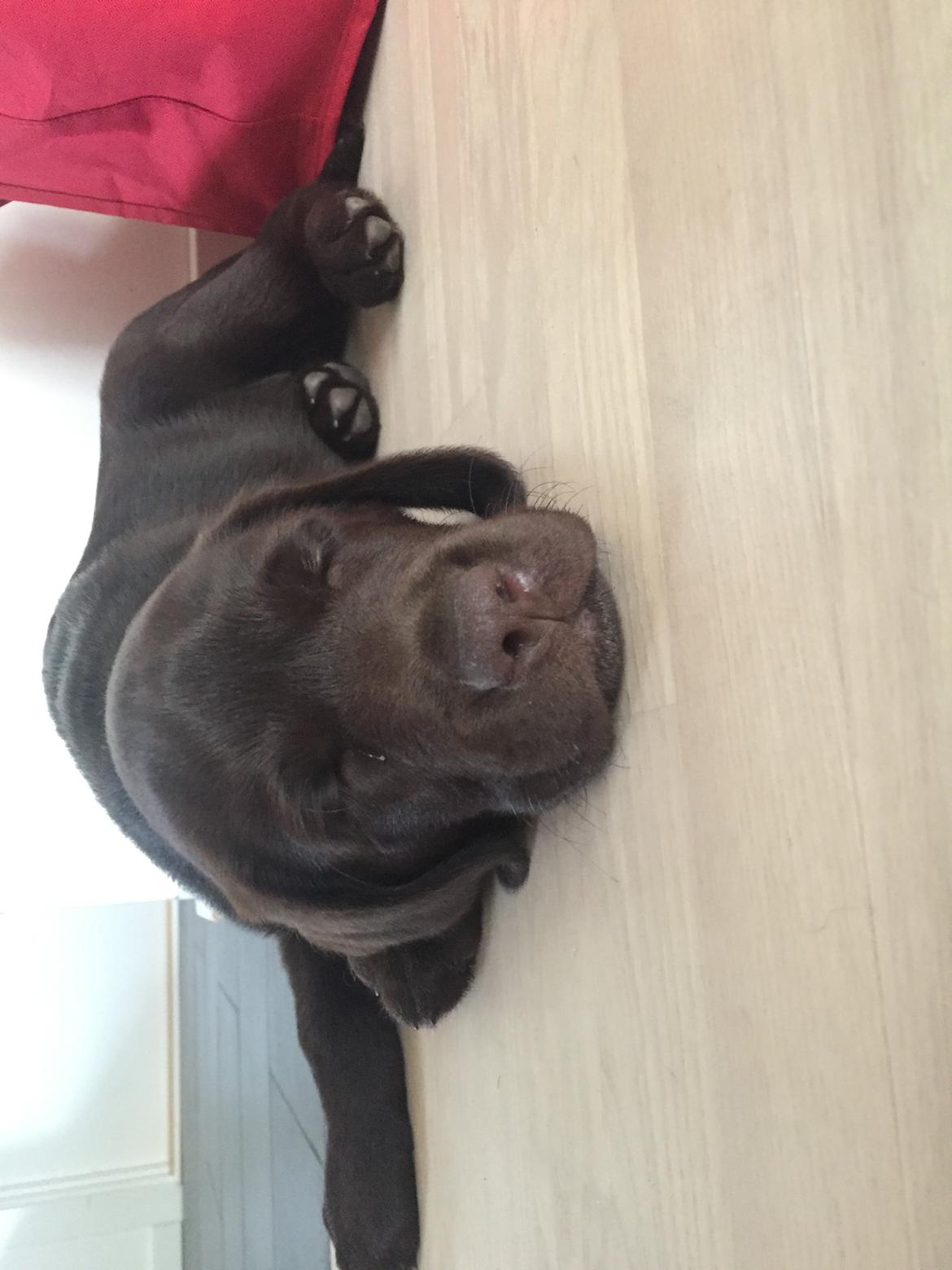 Labrador retriever Musse Skjold  Hansen  billede 3