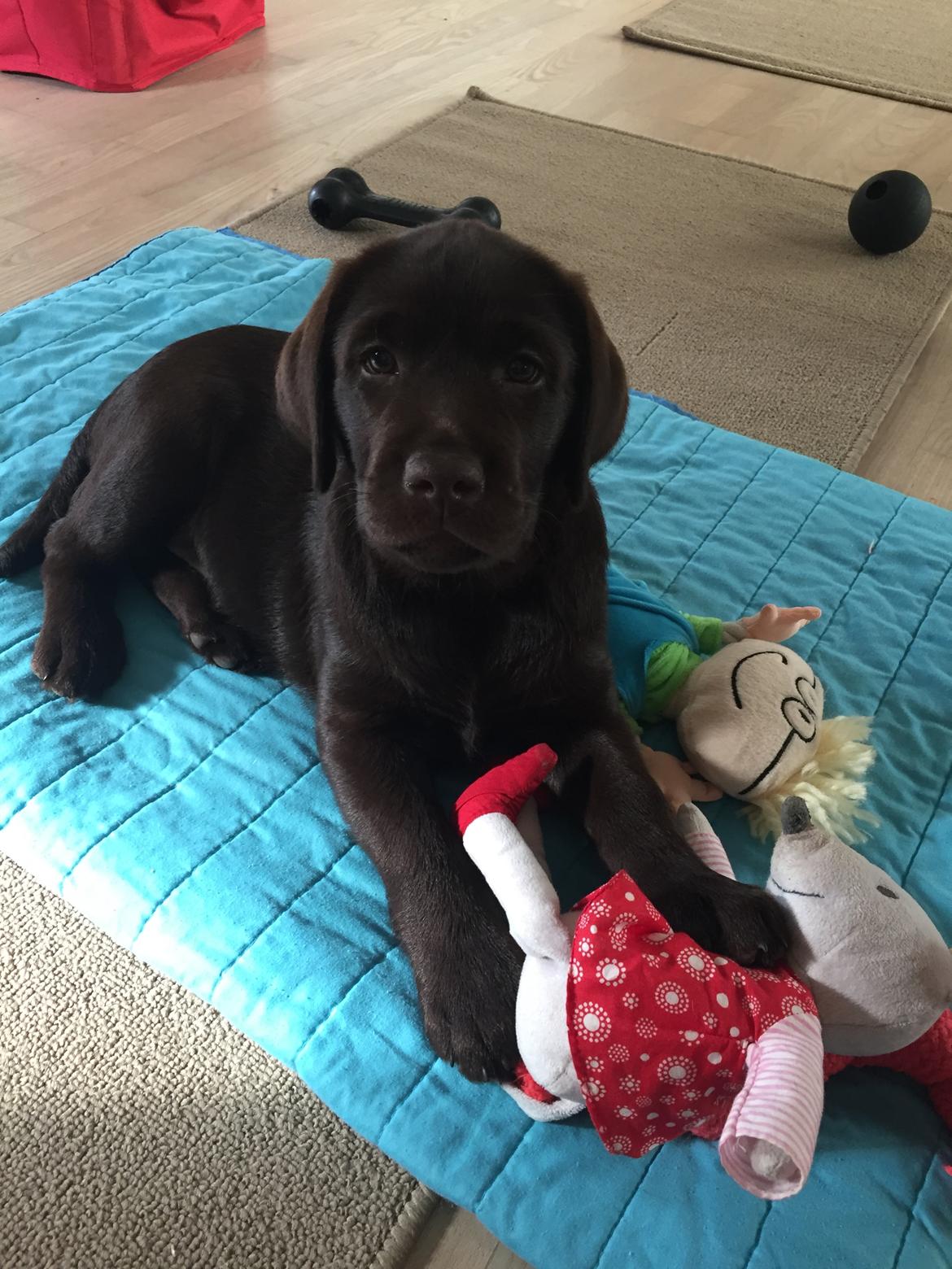 Labrador retriever Musse Skjold  Hansen  billede 1