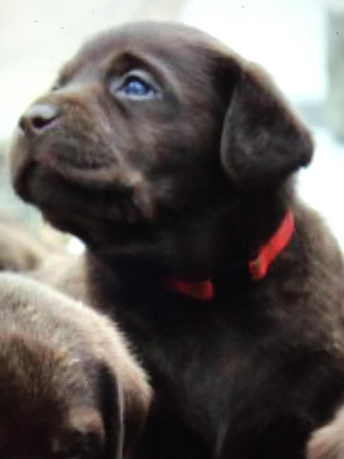Labrador retriever Musse Skjold  Hansen  billede 4