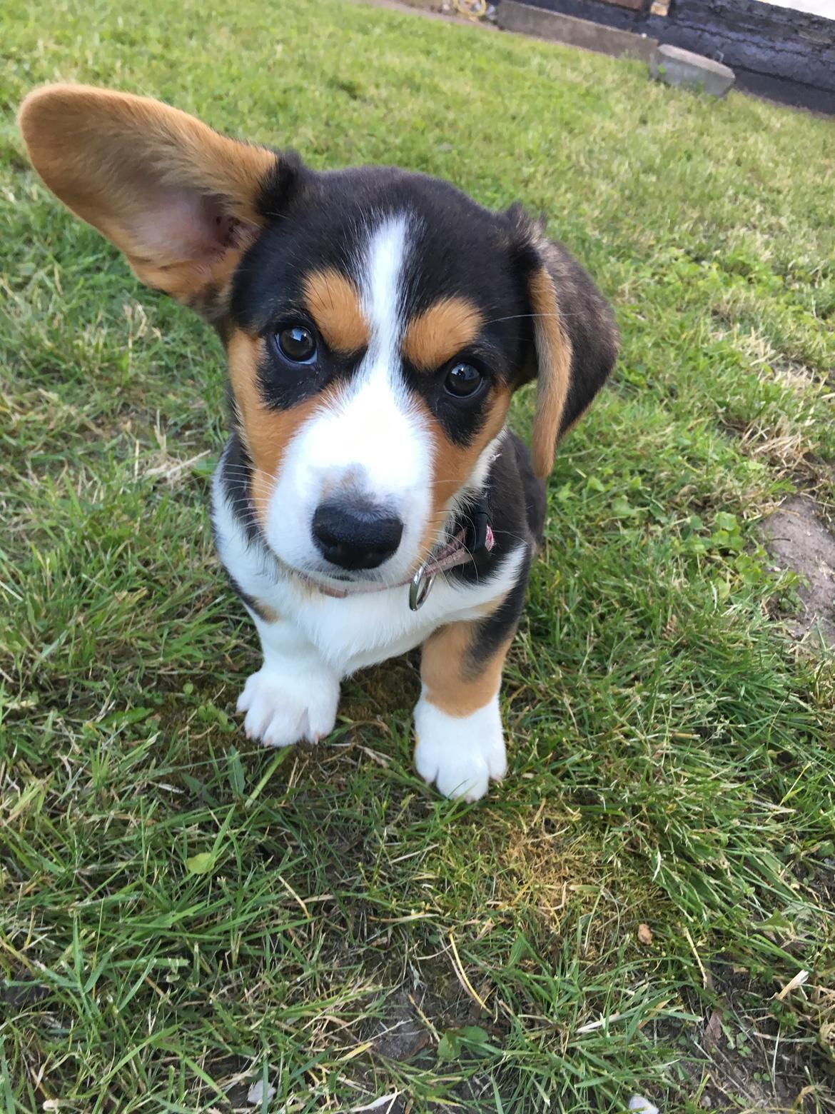Welsh corgi cardigan Gilbert billede 2