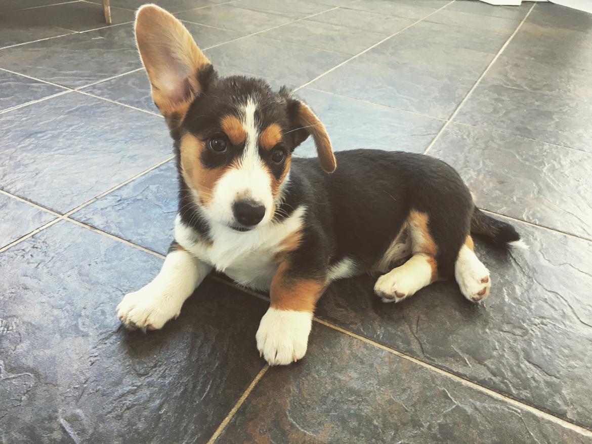 Welsh corgi cardigan Gilbert billede 3