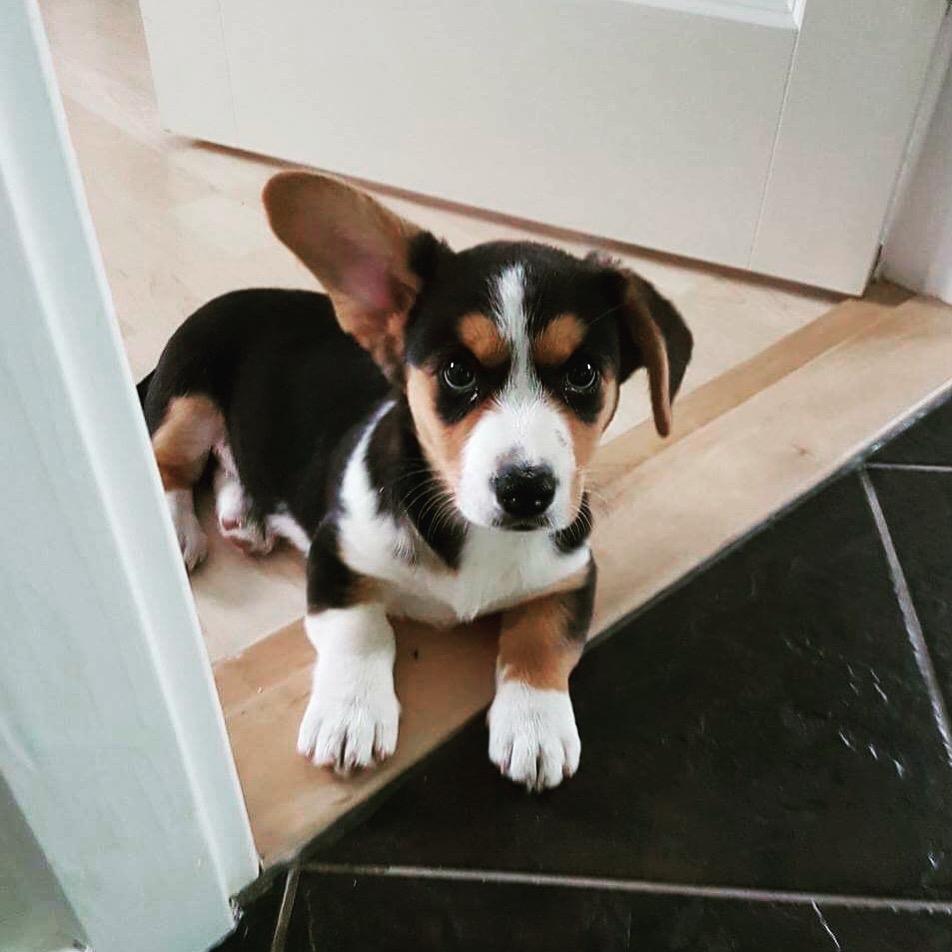 Welsh corgi cardigan Gilbert billede 1