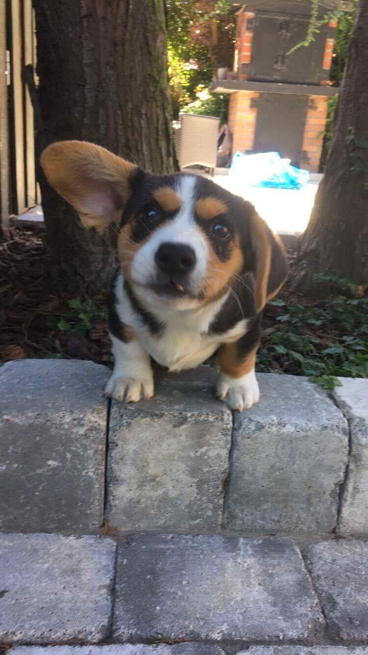 Welsh corgi cardigan Gilbert billede 5